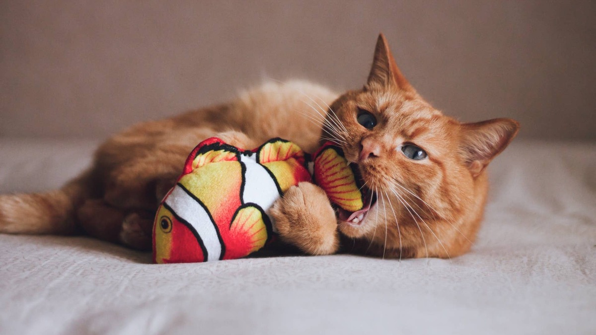 Orange cat playing with fish toy.