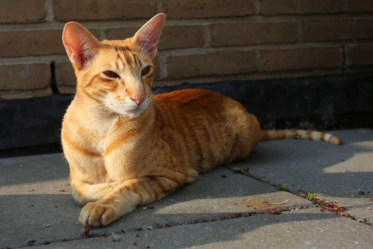  Oriental Shorthairs like to sunbathe and are great warm-weather pets.