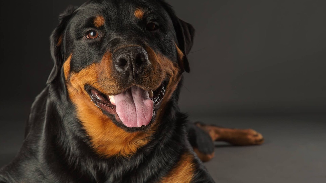 Sweet Rottweiler Knows Exactly What To Do When Mom's Anxiety Hits 