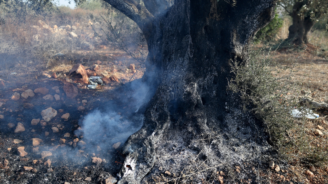 Israeli settlers steal Palestinians' olives as attacks on harvest grow more violent 