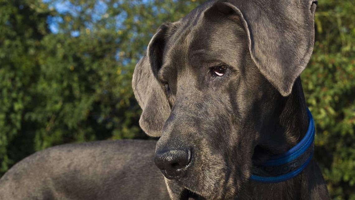 Great Dane Waiting for the Vet 'Looks Like He Works Security at Night' 
