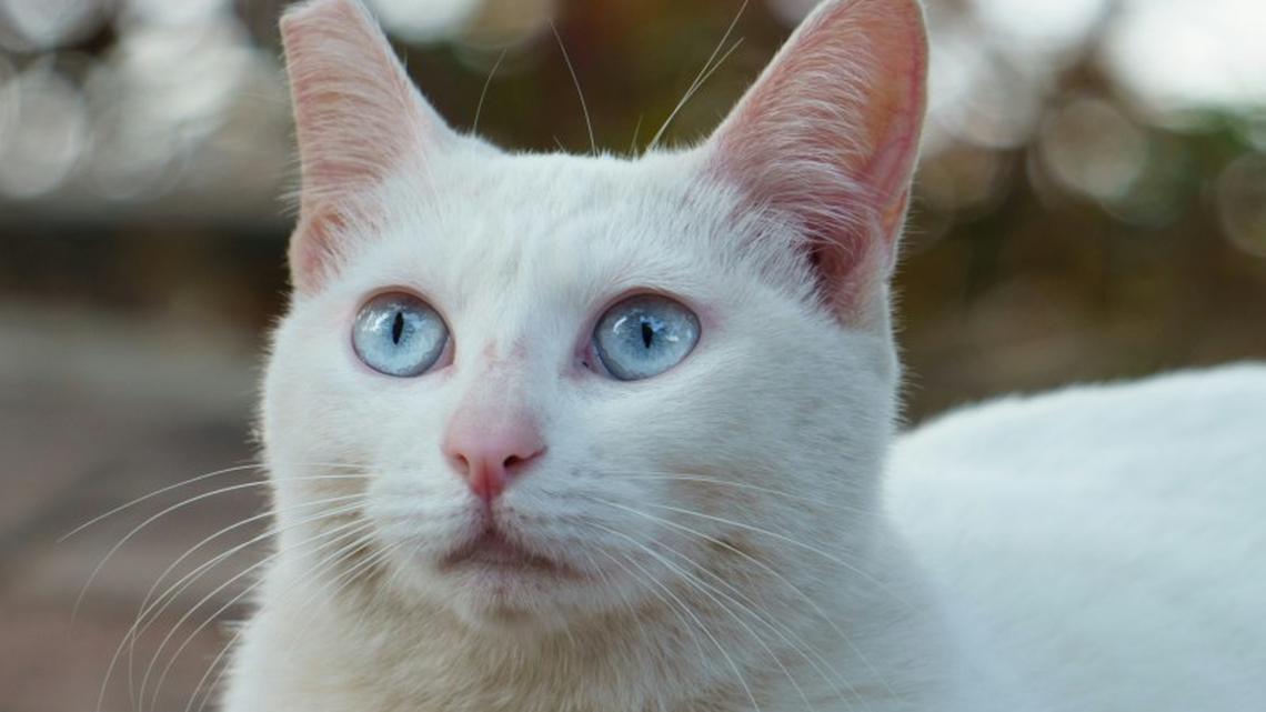 Big-Eyed White Cat Looks Like a Real-Life Pokémon and People Are Obsessed 