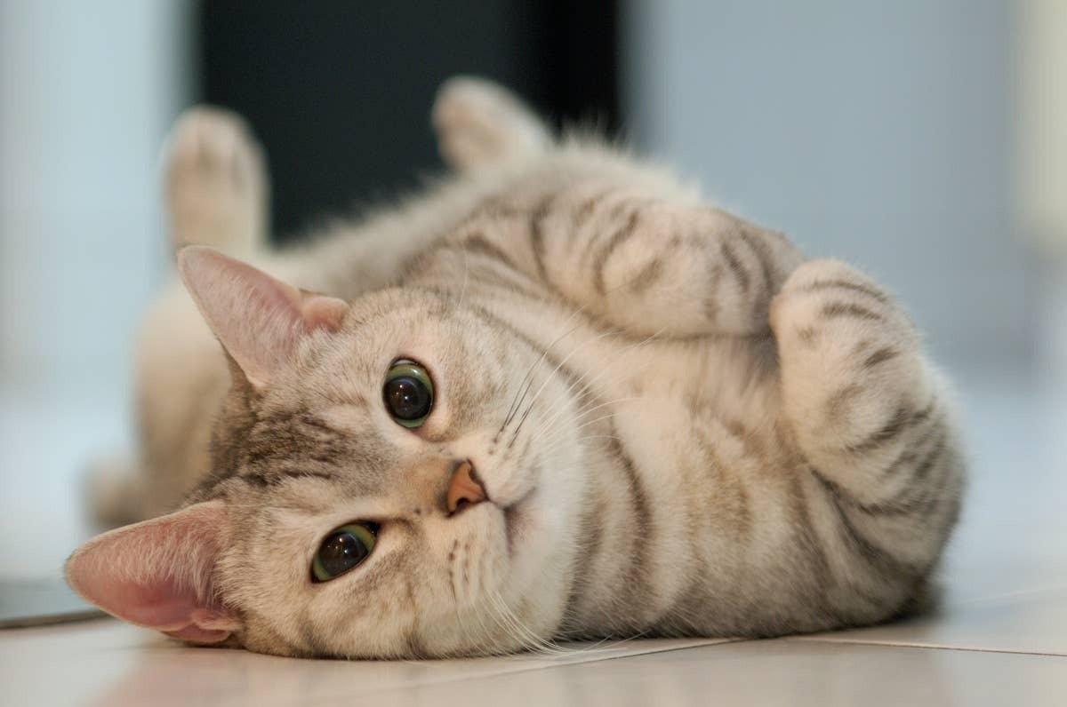  A cat onmly shows its belly to people they trust.