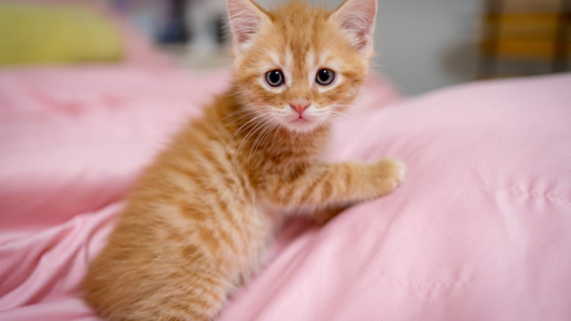 Orange Kitten Wearing a Tiny Cone Looks Just Like the Pixar Lamp 