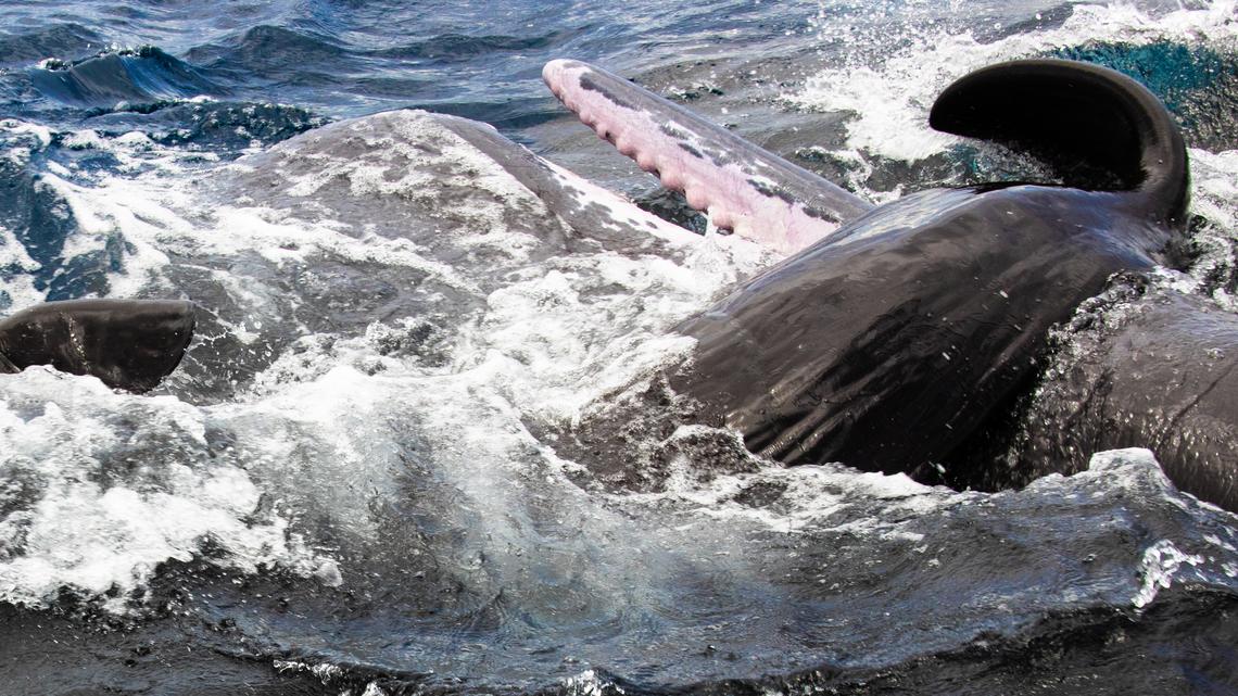 Scientists Filmed a Whale Birth. The Surprise: Mom Had Many Helpers.