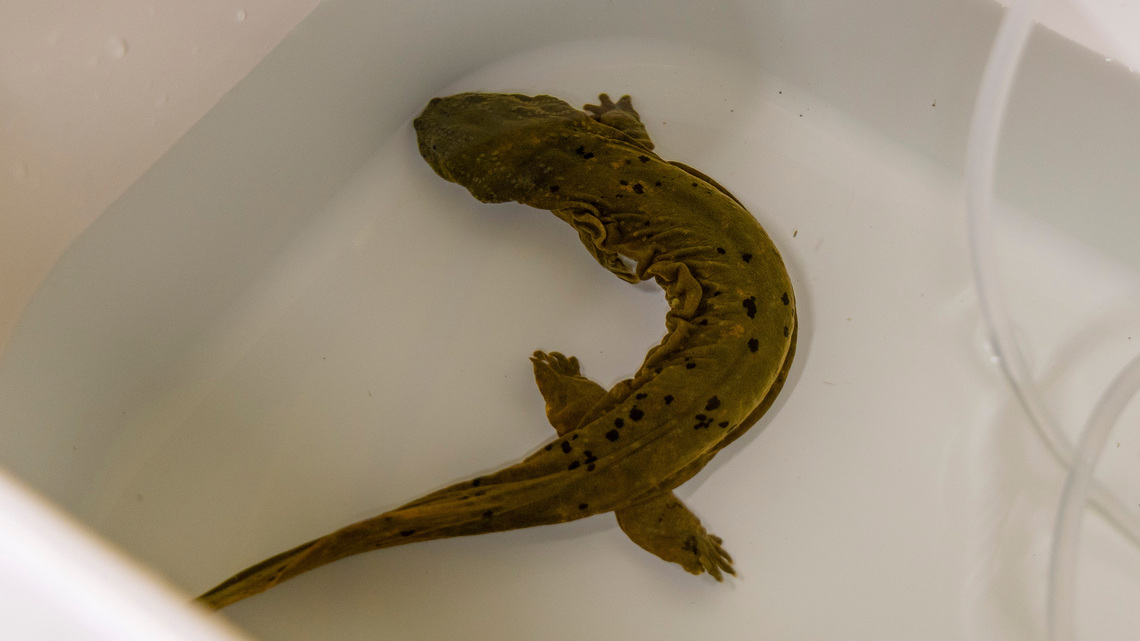 Louisville Zoo joins program to help recovery efforts for rare KY salamander species 