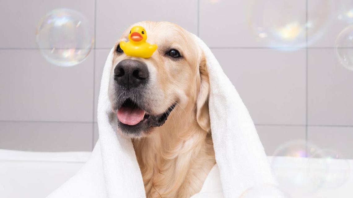 This Dog Mom Just Gave Us the Ultimate Bathroom Decor Idea 