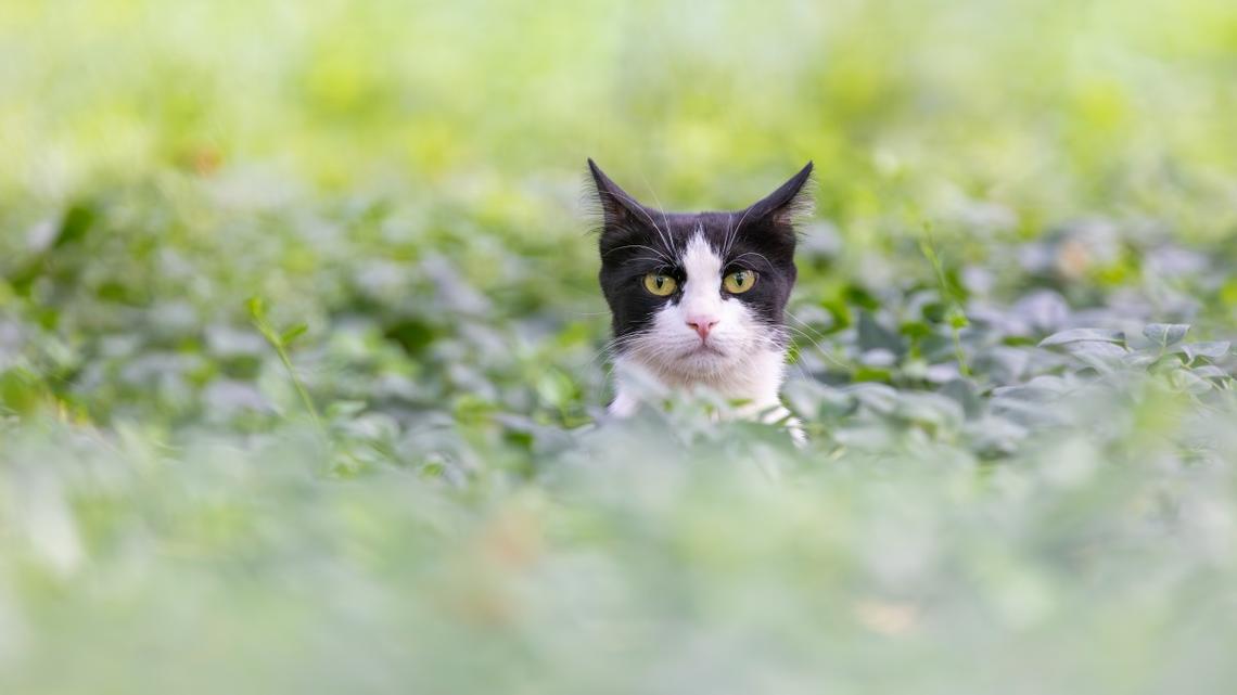 Eastern WA cat dies of avian influenza. How to keep pets safe