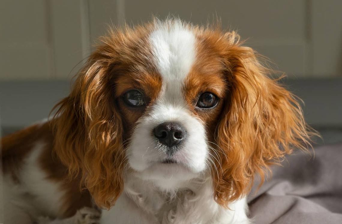  A Cavalier King Charles Spaniel with a sweet expression. 