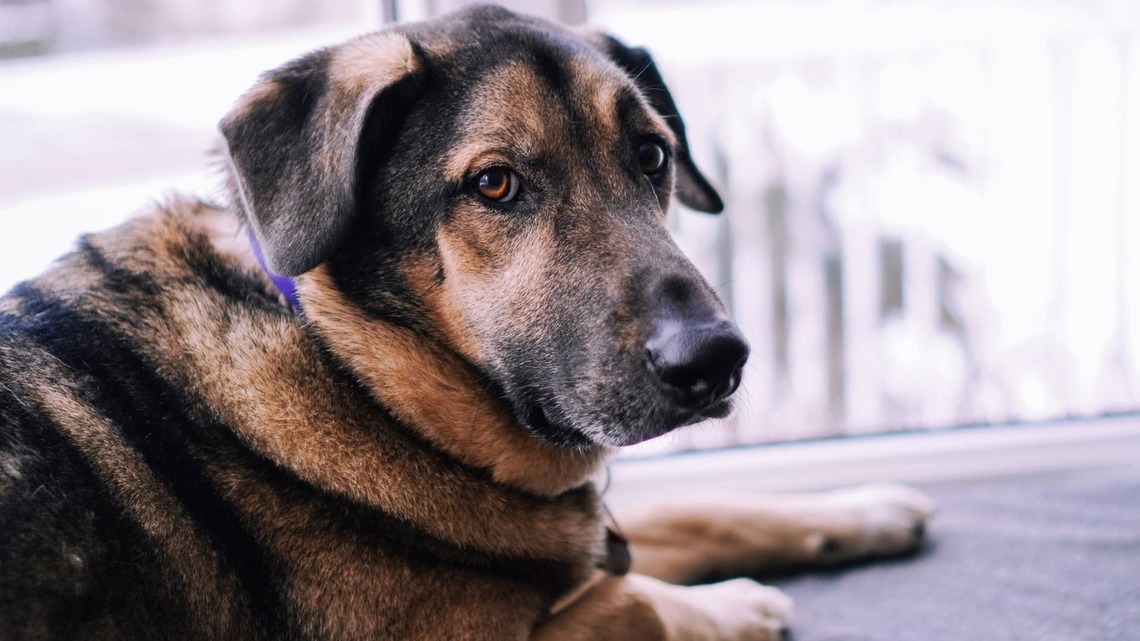 Rescue Dog Helps His Anxious New Fur Baby Brother 'Settle In' Like a Pro 