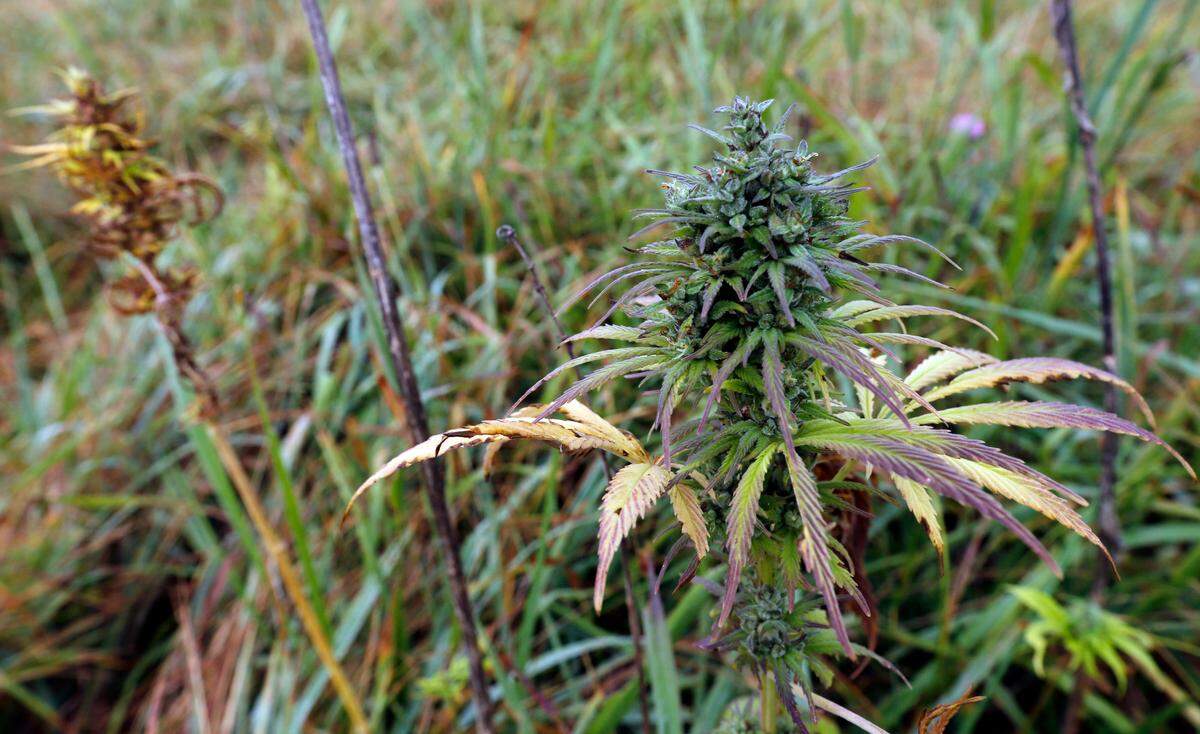 This file photo shows hemp plants in a field.