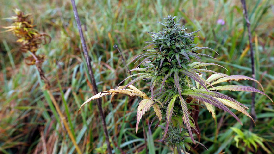 Hemp growing company announces plans to set up indoor operation in SC, governor says