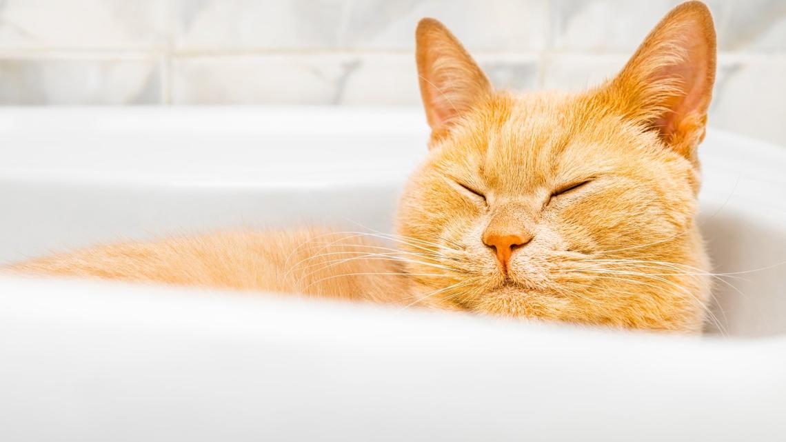 This Mom Found the Perfect Way to Let Her Cat Join Her Bath Without Getting Her Wet, and We Are Obsessed 