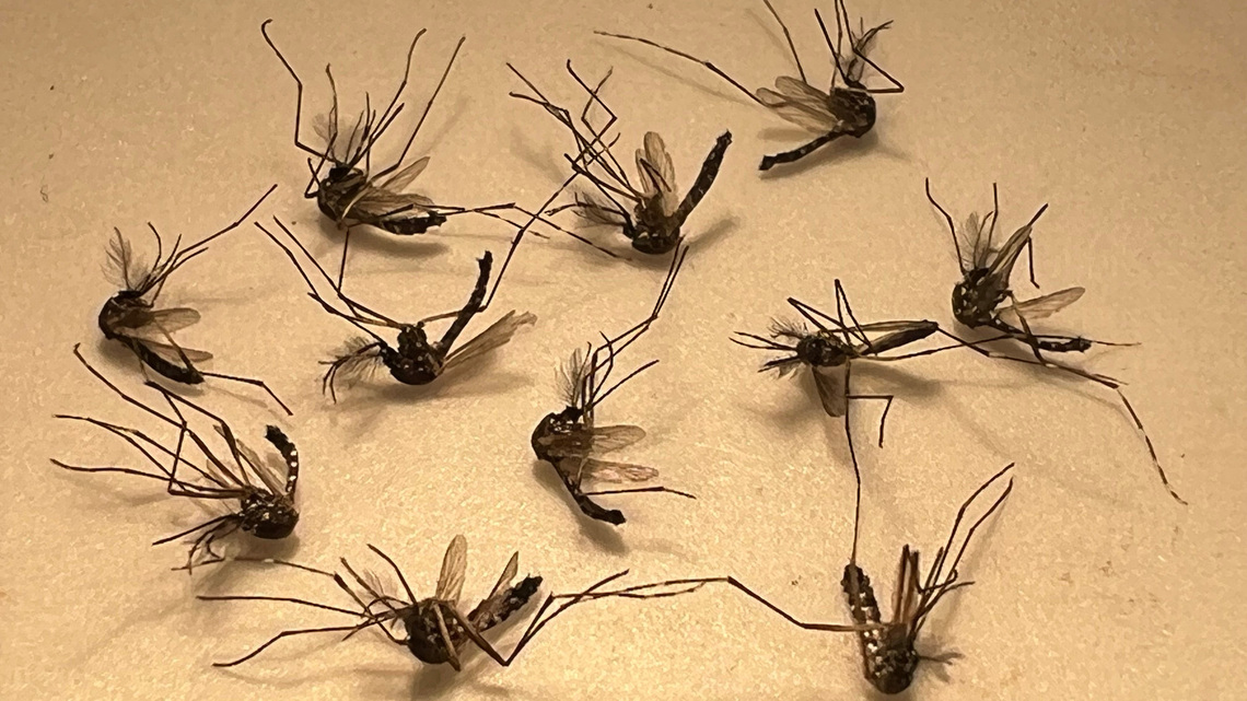 Over 150 Florida cases of dengue this year, some in South Florida counties