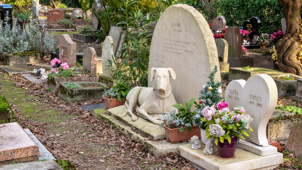 Can you legally bury your cat or dog in the backyard of your SC home? What the l...