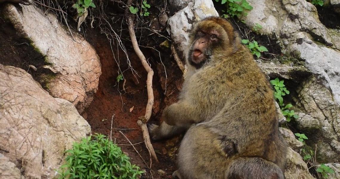 A macaque chews on red clay soil. (Martin Nicourt via SWNS) 