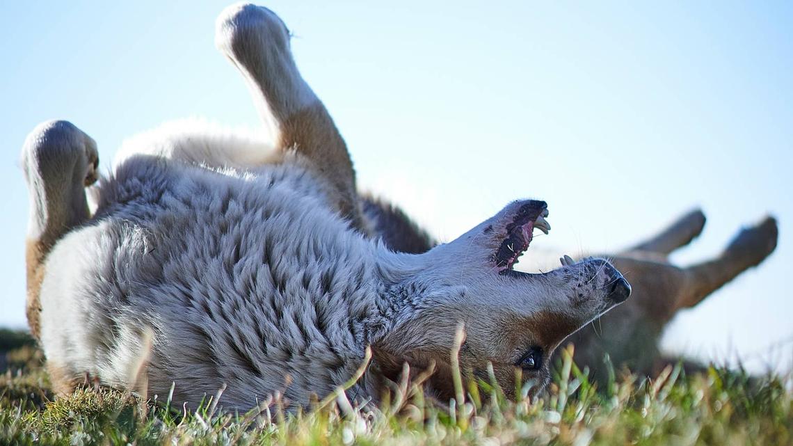 Dog rolling in grass.