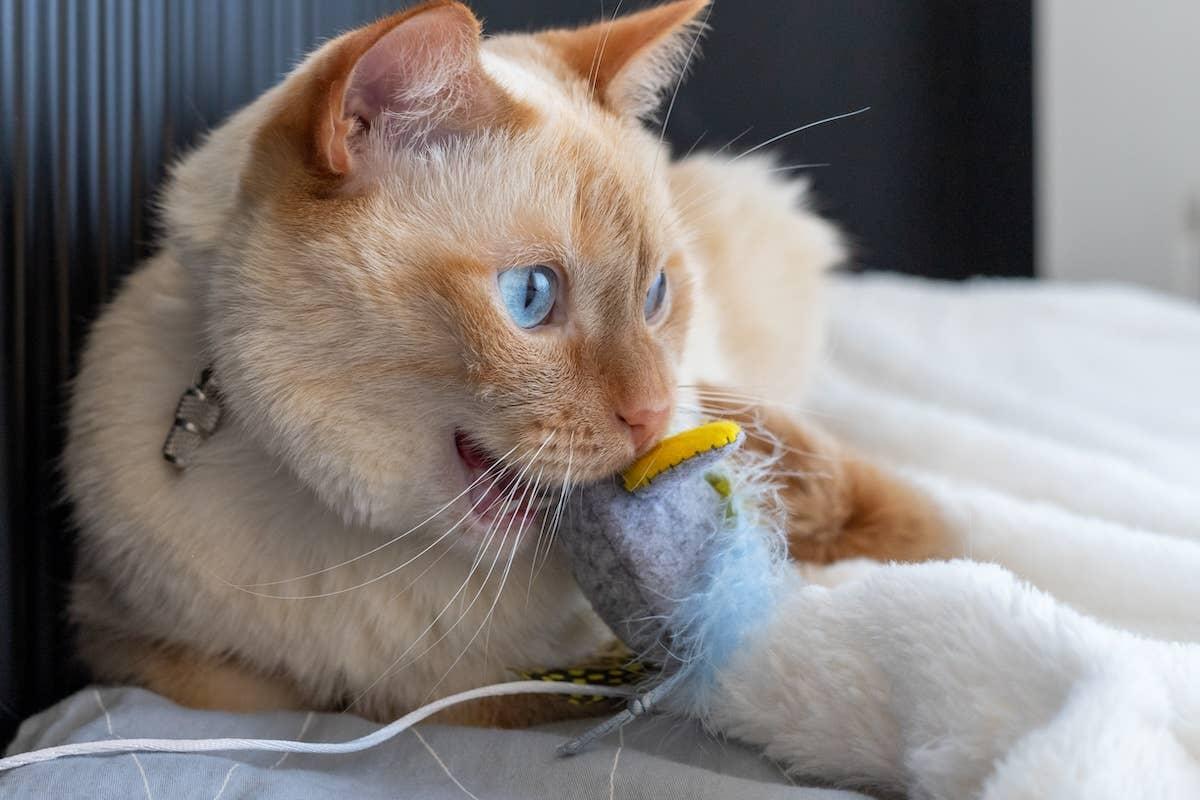  Cat with toy mouse.