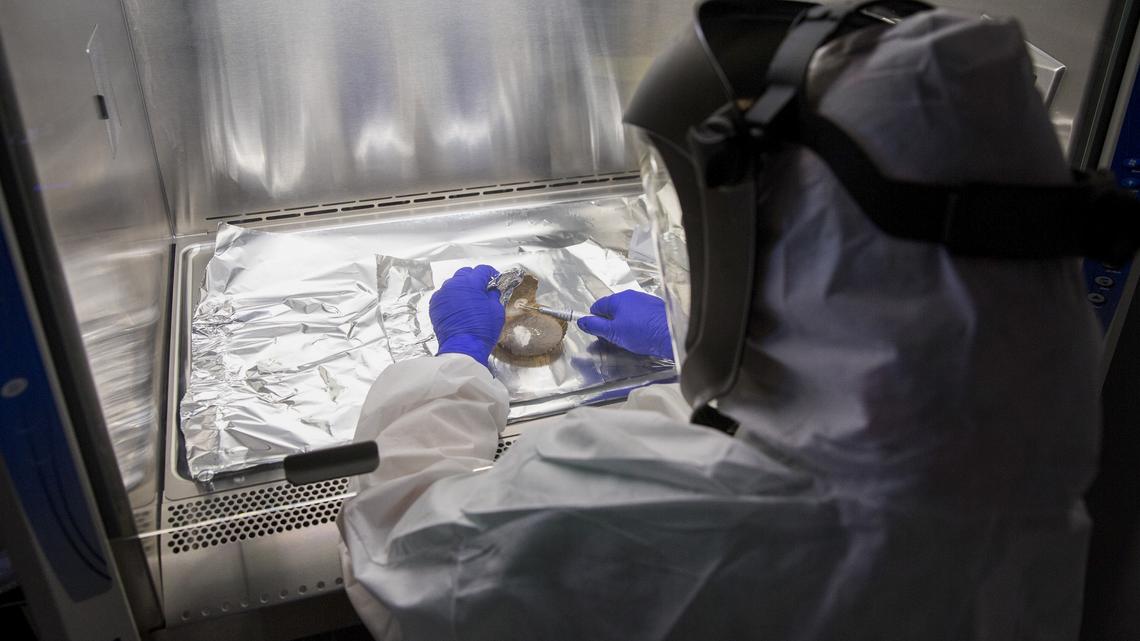 Nature is still molding human genes, study finds