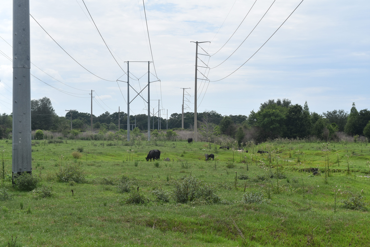 Pastureland in West Lakeland where the largest portion of a 600,000-square-foot data center has been proposed between the West Lakeland Wasteload Facility, seen in the background, and Wilkinson Road. A power substation is also proposed as part of the plan. Duke Energy has transmission lines in the area.
