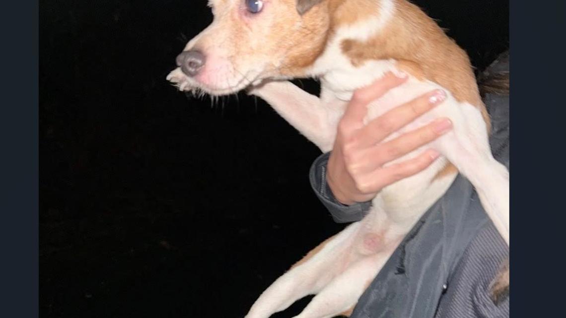 3 Arrested in New Jersey for Dumping Dozens of Dogs in Different Towns 