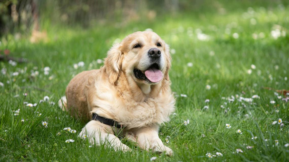 10 Golden Retriever 'Secrets' Only Long-Time Owners Understand 