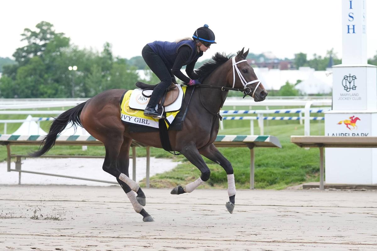  Preakness Stakes entry, Taj Mahal breezes during morning workouts at Laurel Park. Gregory Fisher-Imagn Images