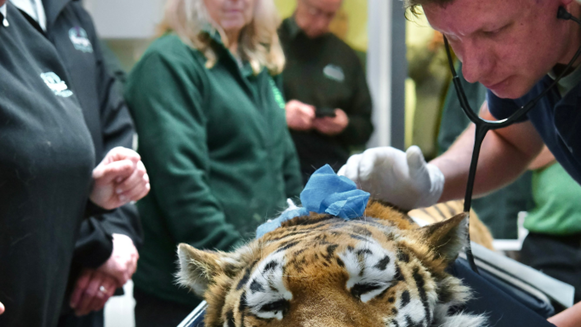 Tiger undergoes CT scan at zoo