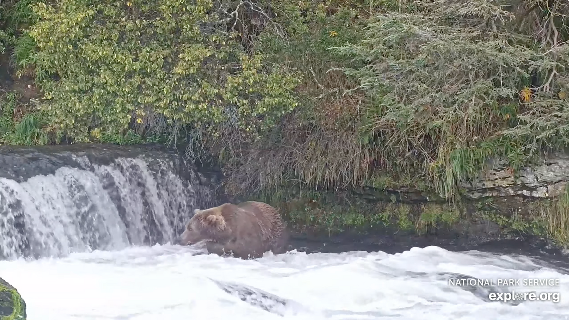 With 'Fat Bear Week' Around the Corner, Katmai Rangers Are Seeing More Bear Cubs Than Usual This Year 