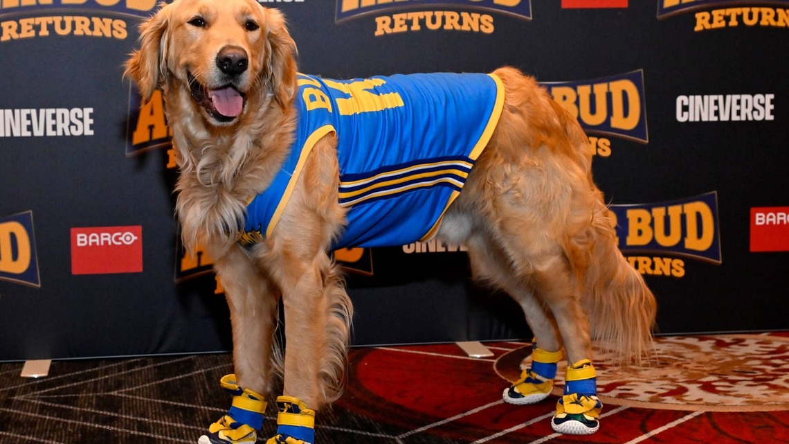 'Air Bud' Is Returning to Theaters After a 30-Year Hiatus and Our '90s-Loving Hearts Aren't Ready 