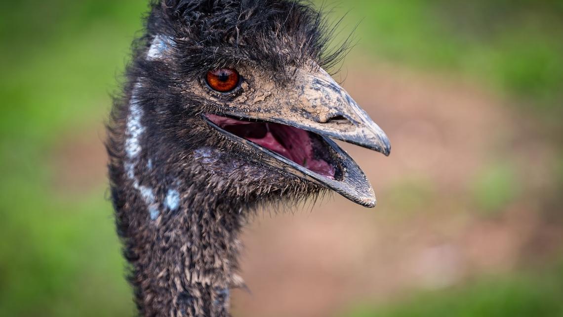 Emu in a Braided Wig and Hot Pink Nails Is the Ultimate Backyard Baddie 