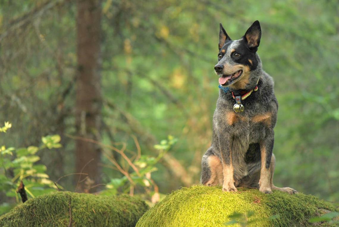  An Australian Cattle Dog sitting on a rock. 