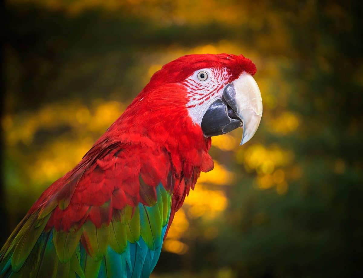  A chatty soul animal.
