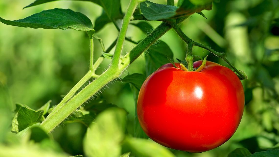 On Nutrition: Take it from a plant 