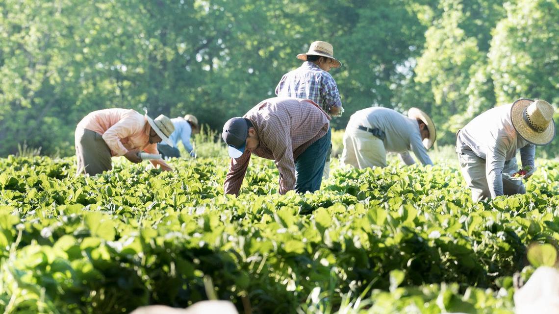 U.S. farmers face credit crisis amid Iran war fallout 
