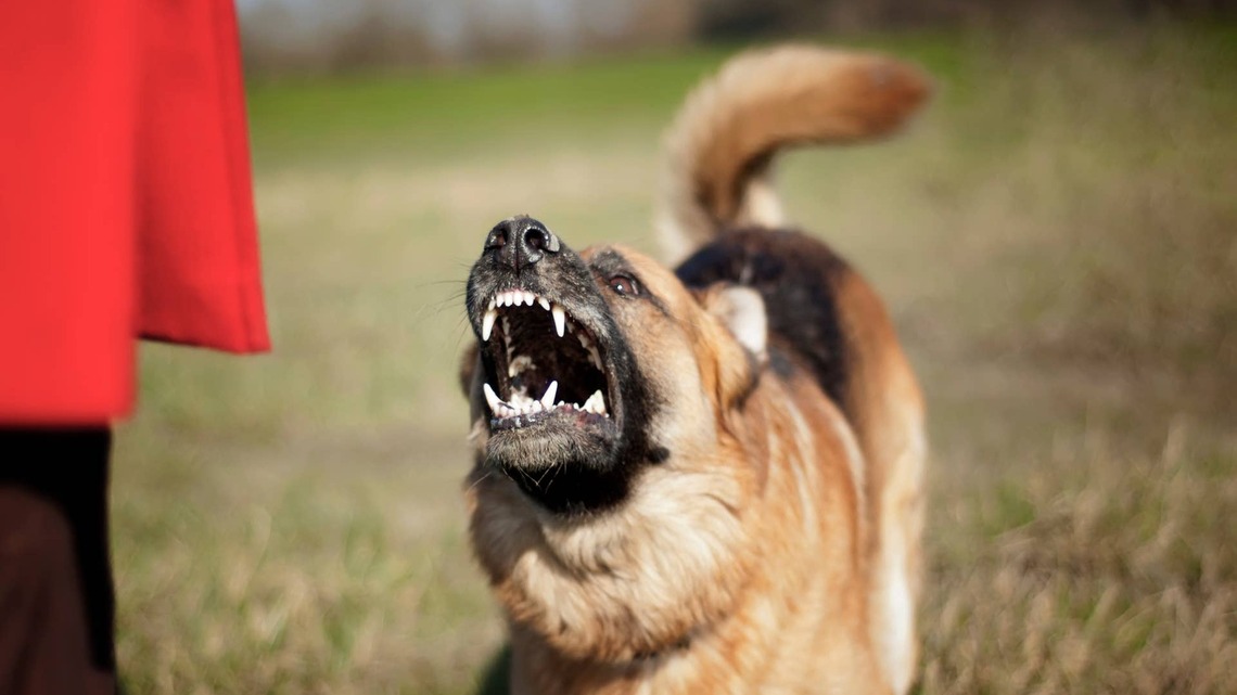 This Loving German Shepherd's Sudden Change Left Parents Heartbroken 