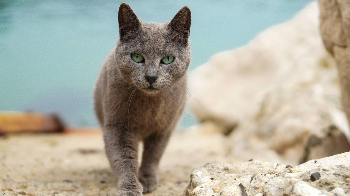 A beautiful gray cat walks towards the lens with beautiful blue eyes in tone with the sea background.