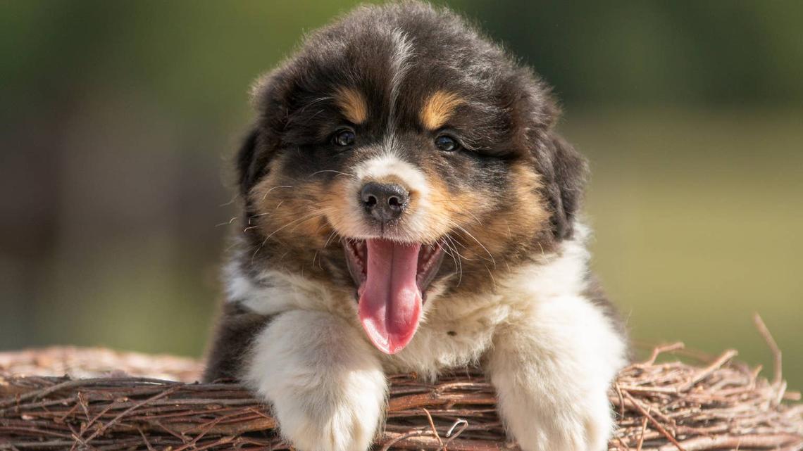 Puppy Who Dreams of Herding Sheep Someday Is Melting Hearts 