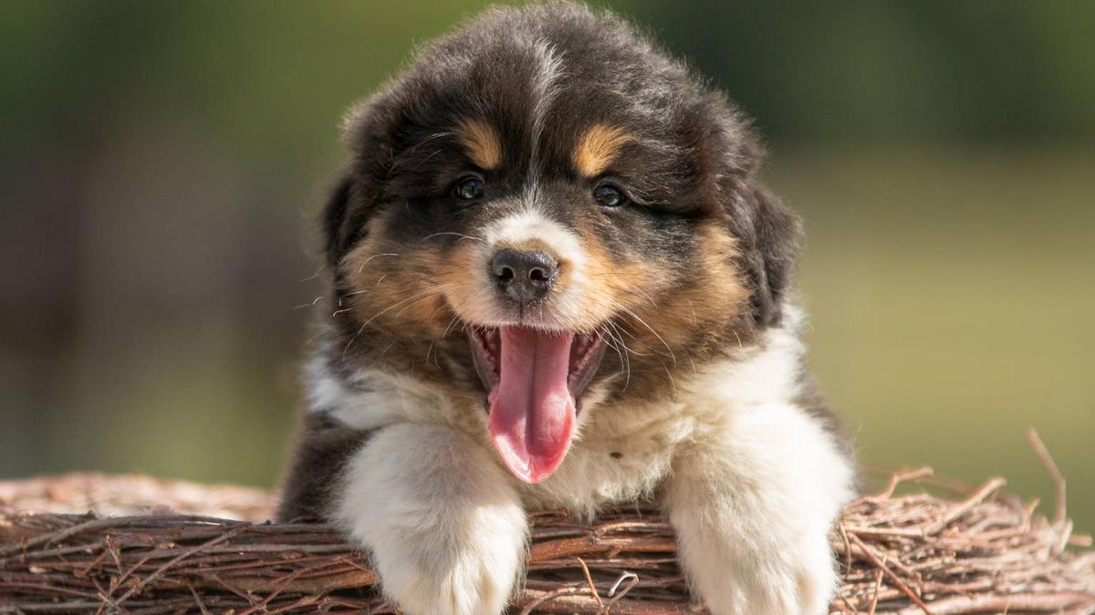 border collie puppy. 