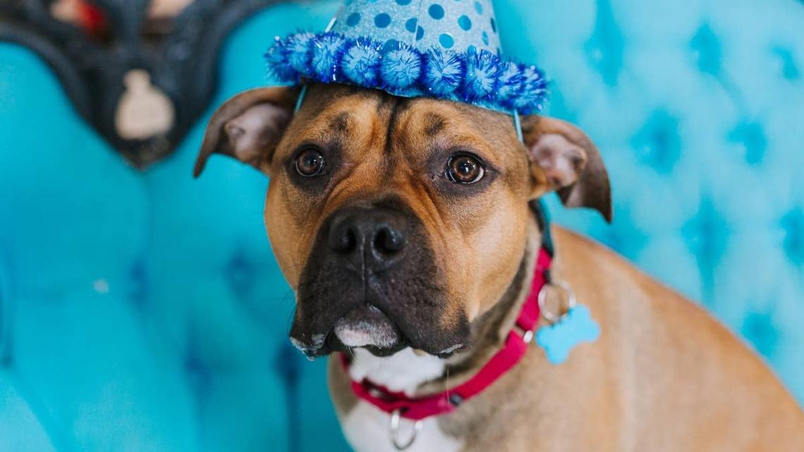 Foster Pit Bull Finds Out He's Being Adopted-Then Comes the Real Surprise 