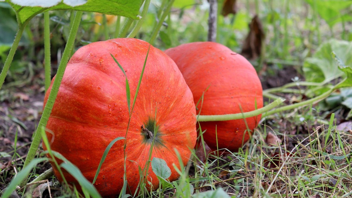Genius Fall Party Trick Turns an Ordinary Pumpkin Into a Wine Dispenser 
