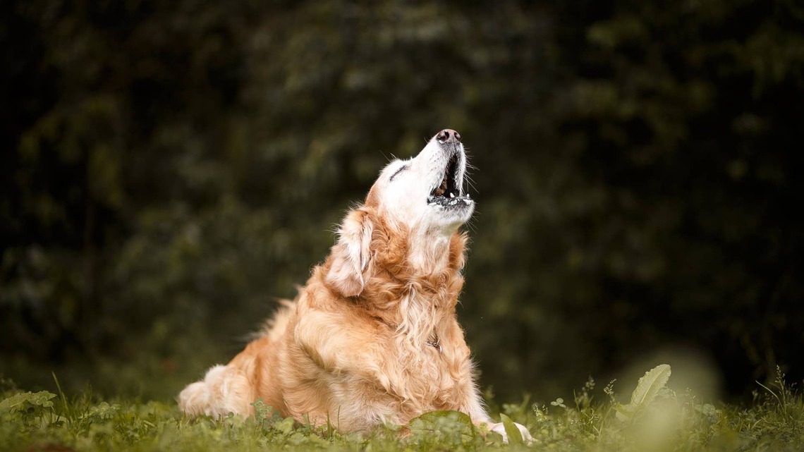 Rescued Senior Golden Retriever Finds His Voice For the Very First Time, and His Family Can't Get Enough 