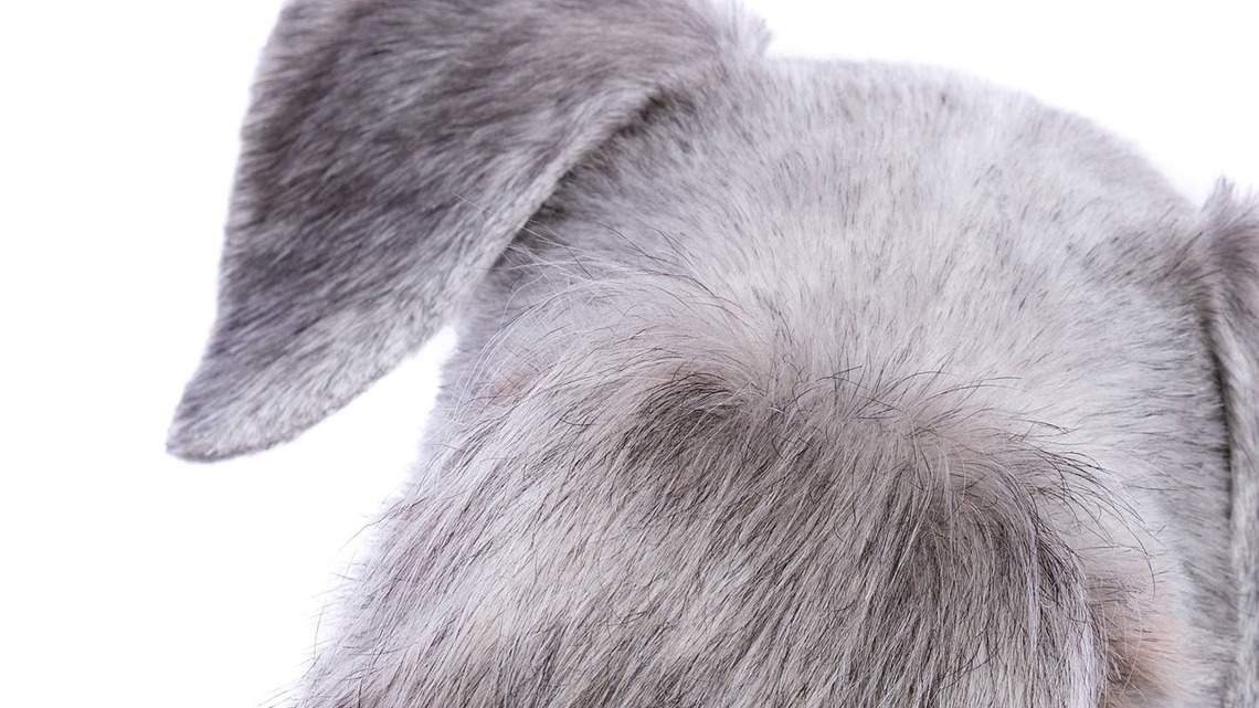 This Rare Dog Breed Looks Like an Adorable Old Man 