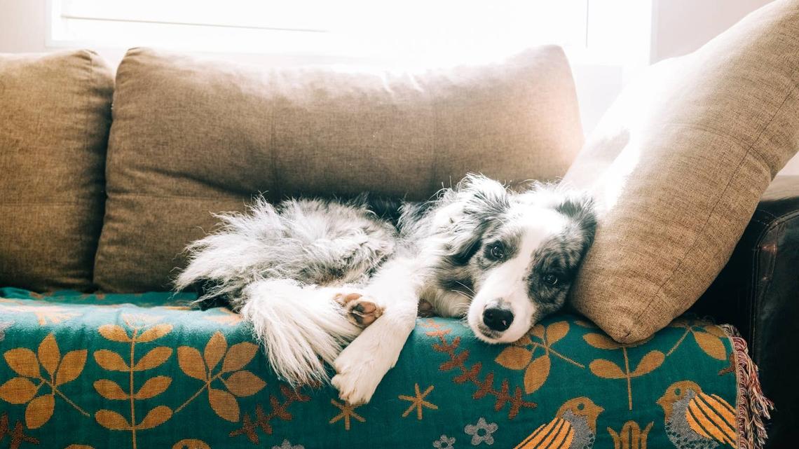 Shelter Dog Has Been Overlooked for a Year Because He's 'Too Shy' - and He's Heartbroken 