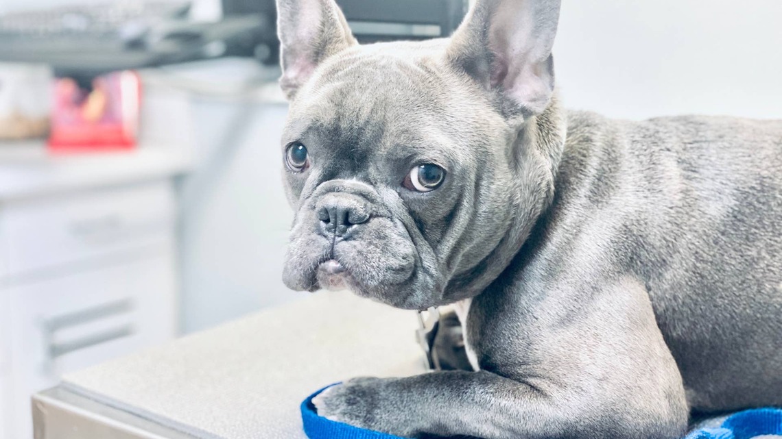 Frenchie Gets Tired of Waiting for the Vet and Files a Formal Complaint 