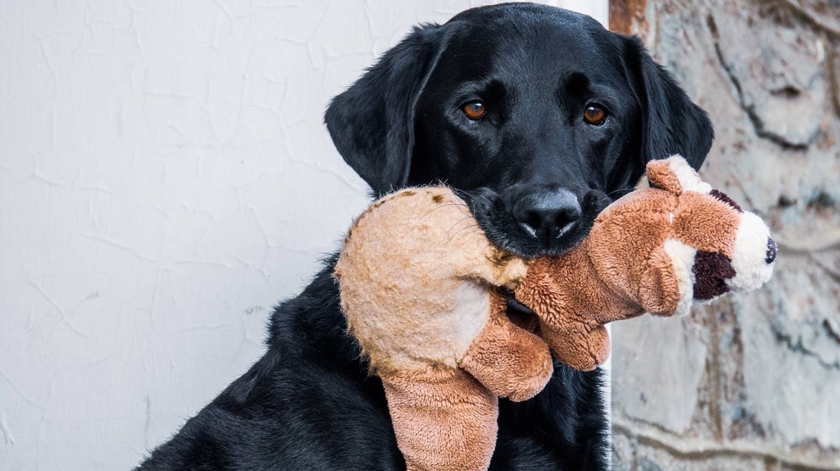 Black Labrador dog holding his favorite toy in his mouth. 