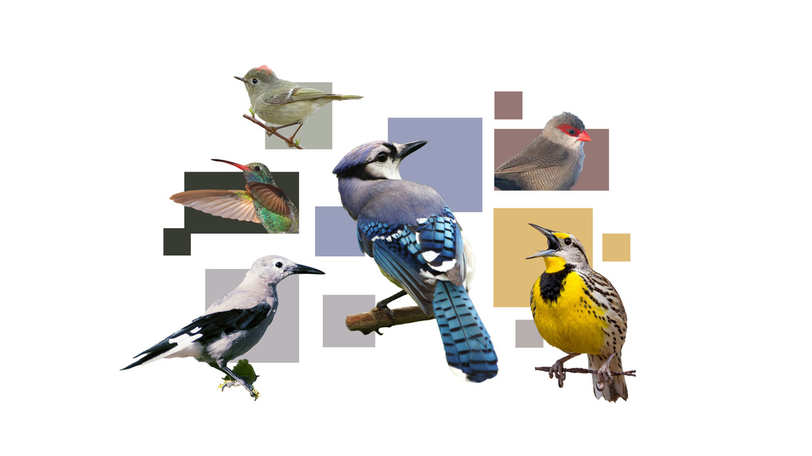 How do birds get their colors? A guide to your vibrantly hued, winged friends 