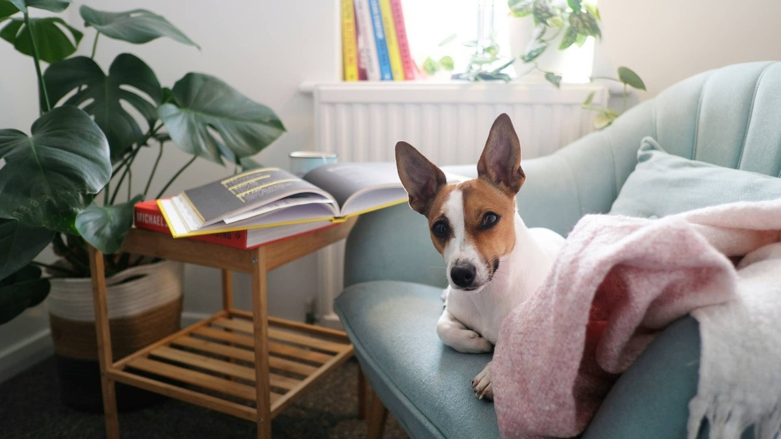 5 'Harmless' Household Cleaners That Are Secretly Toxic to Your Pets 