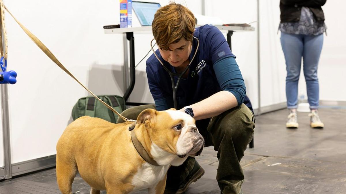 An English bulldog being inspected. (Ellie Smeaton via SWNS). 