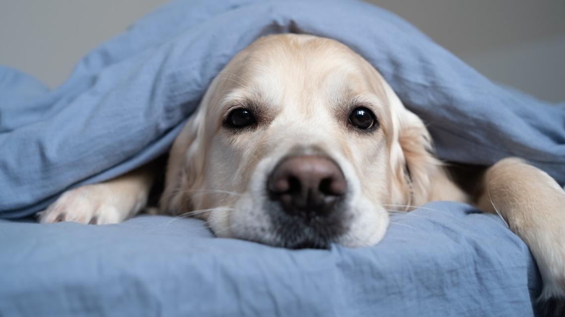 Golden Retriever Has Genius Way of Making Sure Mom Gets Out of Bed in the Morning 